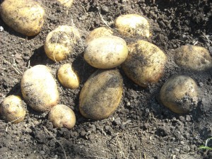 Reiki Ranch grows potatoes in the organic garden